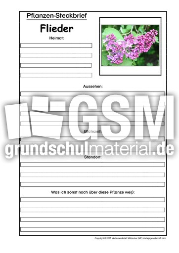 Pflanzensteckbrief-Flieder.pdf
